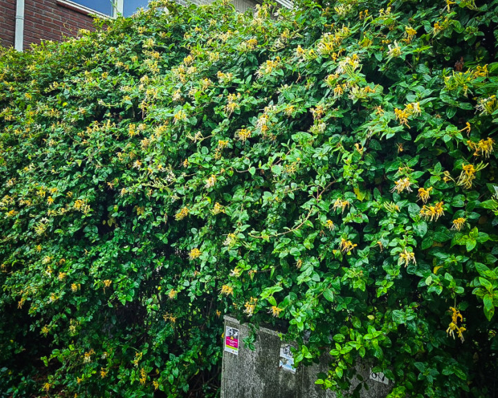 Lonicera acuminata - Wiciokrzew zaostrzony